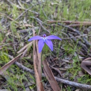 Glossodia major at Stromlo, ACT - 10 Oct 2021