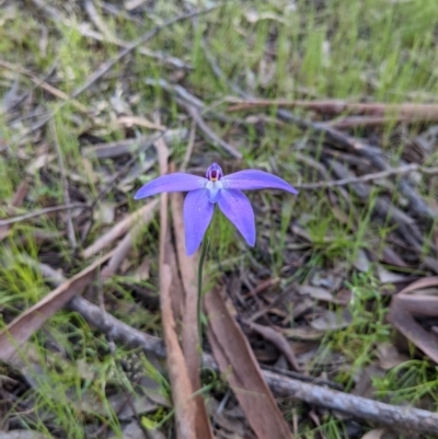 Glossodia major (Wax Lip Orchid) at Bullen Range - 9 Oct 2021 by HelenCross