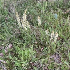 Stackhousia monogyna (Creamy Candles) at Bungendore, NSW - 10 Oct 2021 by yellowboxwoodland