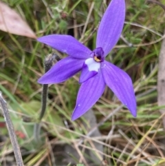 Glossodia major (Wax Lip Orchid) at Bungendore, NSW - 10 Oct 2021 by yellowboxwoodland