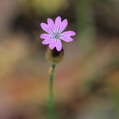 Petrorhagia nanteuilii (Proliferous Pink, Childling Pink) at WREN Reserves - 9 Oct 2021 by KylieWaldon