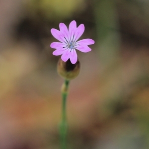 Petrorhagia nanteuilii at Wodonga, VIC - 10 Oct 2021