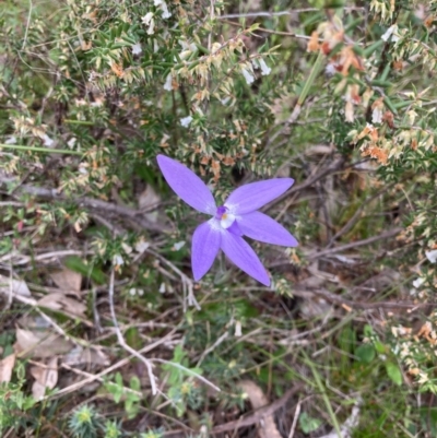Glossodia major (Wax Lip Orchid) at Bungendore, NSW - 10 Oct 2021 by yellowboxwoodland