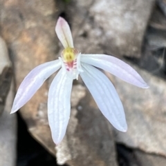 Caladenia fuscata (Dusky Fingers) at Jerrabomberra, NSW - 10 Oct 2021 by SteveBorkowskis