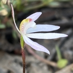 Caladenia fuscata at Jerrabomberra, NSW - 10 Oct 2021