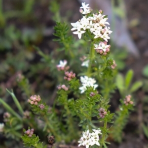 Asperula conferta at Hackett, ACT - 7 Oct 2021 05:58 PM