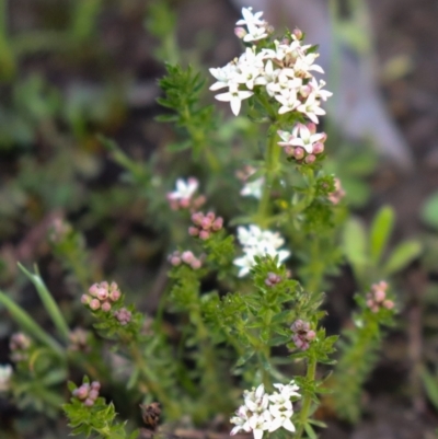 Asperula conferta (Common Woodruff) at Hackett, ACT - 7 Oct 2021 by Sarah2019