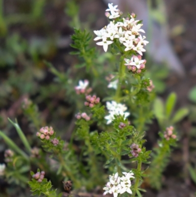 Asperula conferta (Common Woodruff) at Hackett, ACT - 7 Oct 2021 by Sarah2019