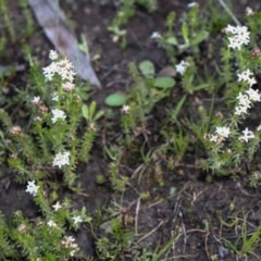 Asperula conferta at Hackett, ACT - 7 Oct 2021