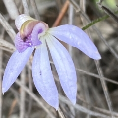 Cyanicula caerulea at Jerrabomberra, NSW - suppressed