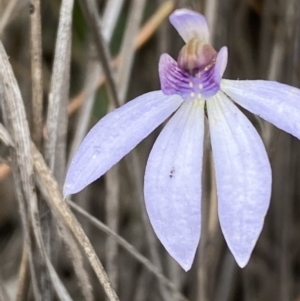 Cyanicula caerulea at Jerrabomberra, NSW - 10 Oct 2021