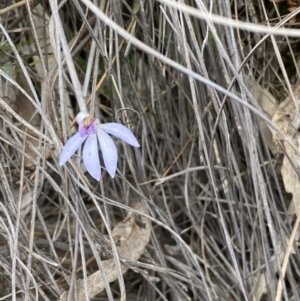 Cyanicula caerulea at Jerrabomberra, NSW - 10 Oct 2021