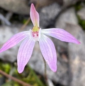 Caladenia carnea at Jerrabomberra, NSW - suppressed