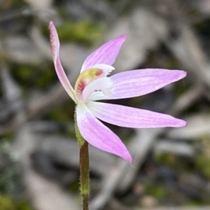 Caladenia carnea at Jerrabomberra, NSW - suppressed