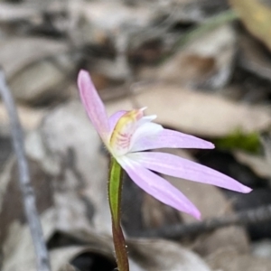 Caladenia carnea at Jerrabomberra, NSW - suppressed