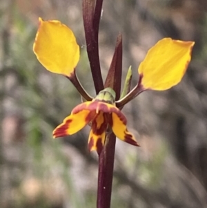 Diuris pardina at Jerrabomberra, NSW - suppressed