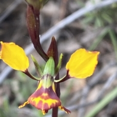 Diuris pardina at Jerrabomberra, NSW - suppressed