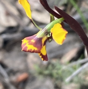 Diuris pardina at Jerrabomberra, NSW - suppressed