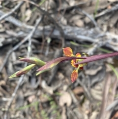 Diuris pardina at Jerrabomberra, NSW - suppressed