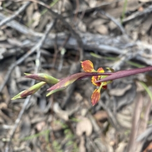 Diuris pardina at Jerrabomberra, NSW - suppressed