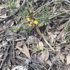 Diuris pardina at Jerrabomberra, NSW - suppressed