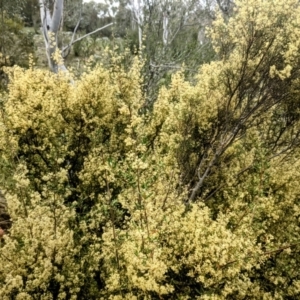 Pomaderris eriocephala at Paddys River, ACT - 10 Oct 2021