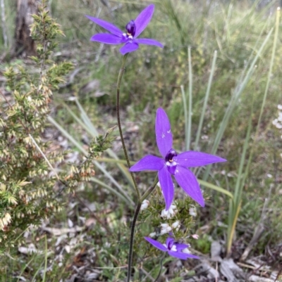 Glossodia major (Wax Lip Orchid) at Bungendore, NSW - 10 Oct 2021 by yellowboxwoodland