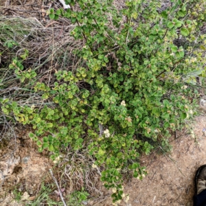 Pomaderris eriocephala at Stromlo, ACT - 10 Oct 2021