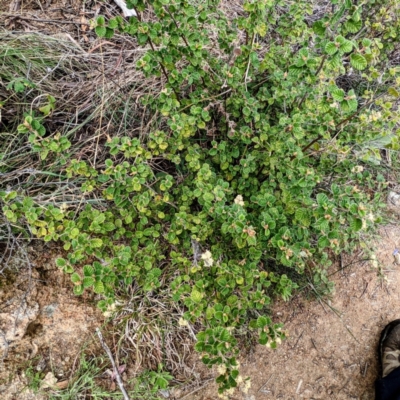 Pomaderris eriocephala (Woolly-head Pomaderris) at Bullen Range - 9 Oct 2021 by HelenCross