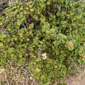 Pomaderris eriocephala at Stromlo, ACT - 10 Oct 2021