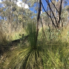 Xanthorrhoea glauca subsp. angustifolia (Grey Grass-tree) at Paddys River, ACT - 9 Oct 2021 by NedJohnston