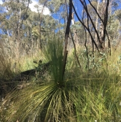 Xanthorrhoea glauca subsp. angustifolia (Grey Grass-tree) at Paddys River, ACT - 9 Oct 2021 by Ned_Johnston