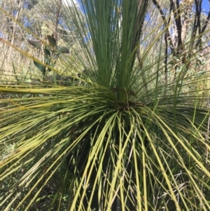 Xanthorrhoea glauca subsp. angustifolia at Paddys River, ACT - suppressed