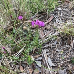 Tetratheca bauerifolia (Heath Pink-bells) at Bungendore, NSW - 10 Oct 2021 by yellowboxwoodland