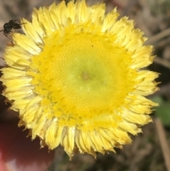 Coronidium scorpioides (Button Everlasting) at Tidbinbilla Nature Reserve - 9 Oct 2021 by Ned_Johnston