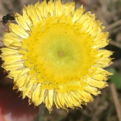 Coronidium scorpioides (Button Everlasting) at Tidbinbilla Nature Reserve - 9 Oct 2021 by Ned_Johnston