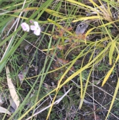 Drosera auriculata at Paddys River, ACT - 9 Oct 2021 02:57 PM