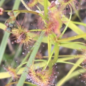 Drosera auriculata at Paddys River, ACT - 9 Oct 2021