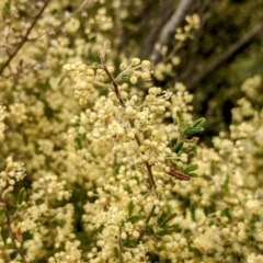 Pomaderris angustifolia (Pomaderris) at Paddys River, ACT - 10 Oct 2021 by HelenCross