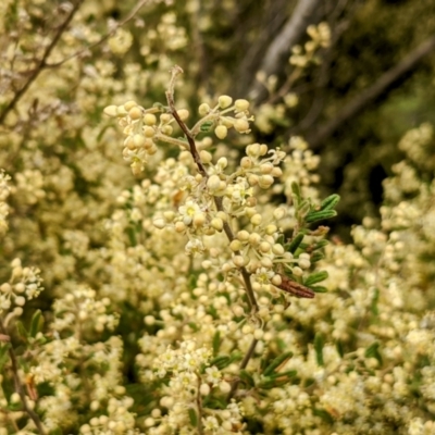 Pomaderris angustifolia (Pomaderris) at Paddys River, ACT - 9 Oct 2021 by HelenCross