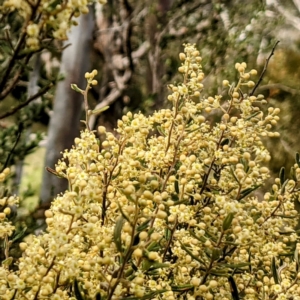 Pomaderris angustifolia at Paddys River, ACT - 10 Oct 2021