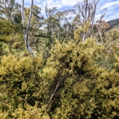 Pomaderris angustifolia at Paddys River, ACT - 10 Oct 2021
