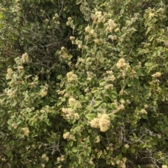 Pomaderris eriocephala (Woolly-head Pomaderris) at Stromlo, ACT - 10 Oct 2021 by HelenCross