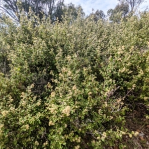 Pomaderris eriocephala at Stromlo, ACT - 10 Oct 2021