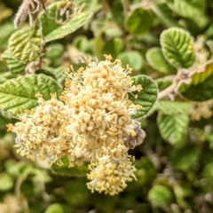 Pomaderris eriocephala at Stromlo, ACT - 10 Oct 2021