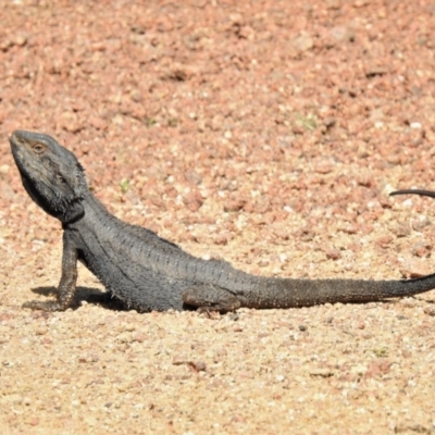 Pogona barbata (Eastern Bearded Dragon) at Paddys River, ACT - 8 Oct 2021 by JohnBundock