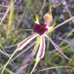 Caladenia parva at Paddys River, ACT - suppressed