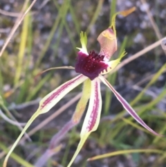 Caladenia parva (Brown-clubbed Spider Orchid) at Paddys River, ACT - 9 Oct 2021 by Ned_Johnston