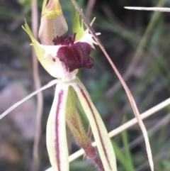 Caladenia parva at Paddys River, ACT - suppressed