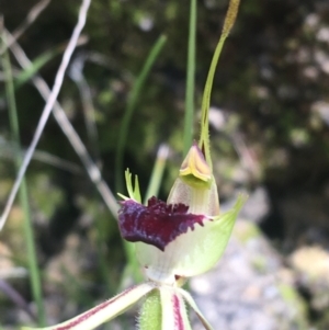 Caladenia parva at Paddys River, ACT - suppressed